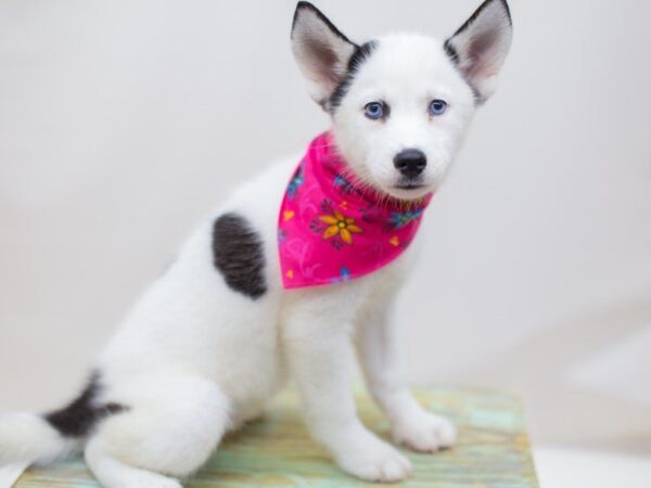 Siberian Husky-DOG-Female-White w/ Black Spots-14133-Petland Wichita, Kansas