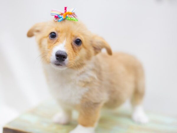 Pembroke Welsh Corgi DOG Female Sable and White 14124 Petland Wichita, Kansas