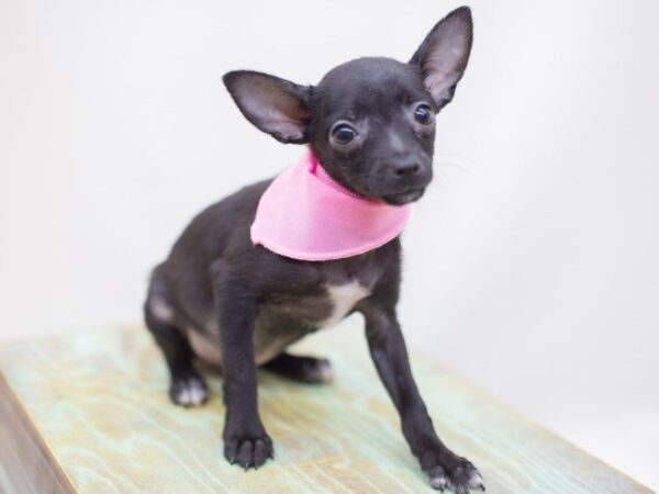 Pomchi DOG Female Black 14139 Petland Wichita, Kansas