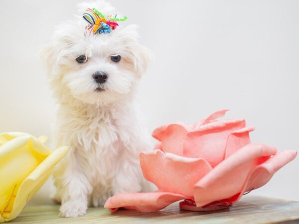 Maltese DOG Female White 14107 Petland Wichita, Kansas