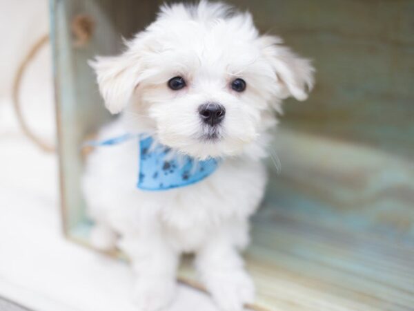 Maltese DOG Male White 14106 Petland Wichita, Kansas