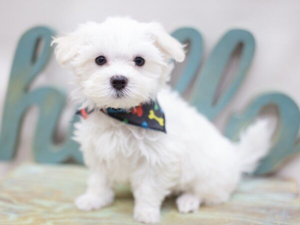 Maltese DOG Male White 14105 Petland Wichita, Kansas