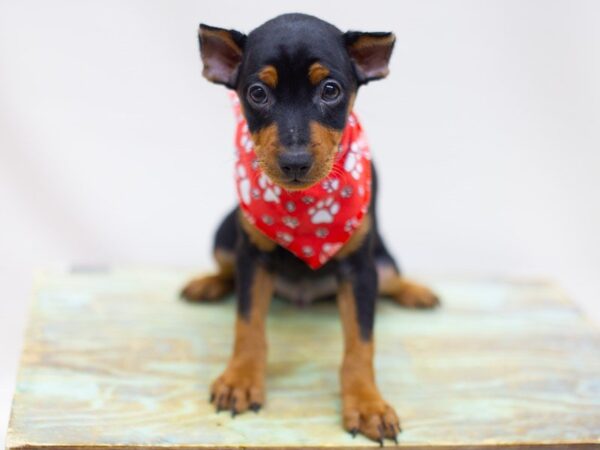 Miniature Pinscher DOG Male Black and Tan 14115 Petland Wichita, Kansas