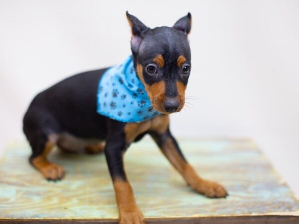 Miniature Pinscher DOG Male Black and Tan 14116 Petland Wichita, Kansas