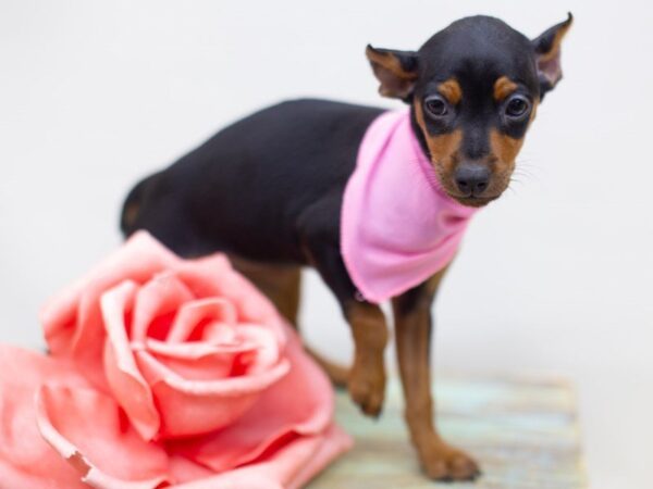 Miniature Pinscher DOG Female Black and Tan 14117 Petland Wichita, Kansas