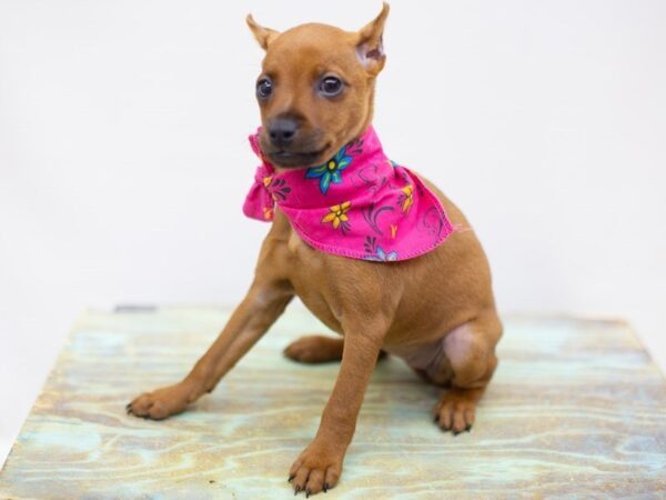 Miniature Pinscher DOG Female Red 14118 Petland Wichita, Kansas