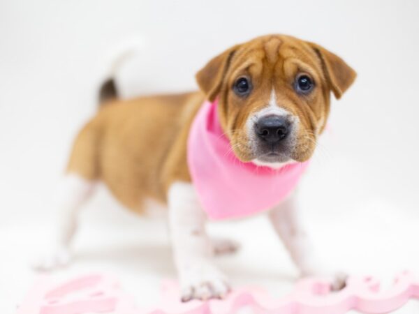 Mini Walrus DOG Female Fawn and White 14125 Petland Wichita, Kansas