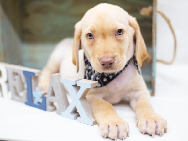 Labrador Retriever DOG Male Yellow 14120 Petland Wichita, Kansas