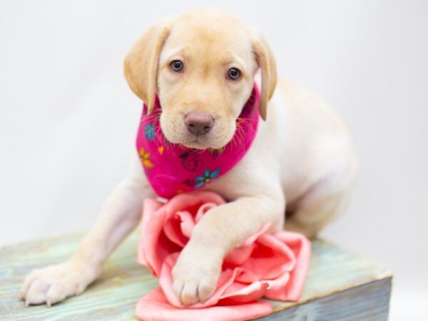 Labrador Retriever DOG Female Yellow 14121 Petland Wichita, Kansas