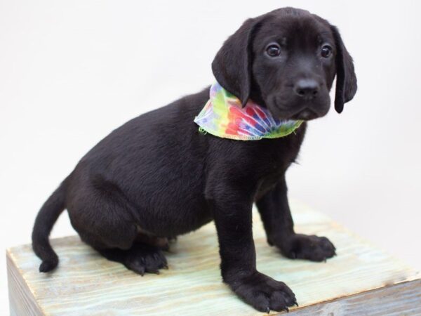 Labrador Retriever DOG Male Black 14122 Petland Wichita, Kansas