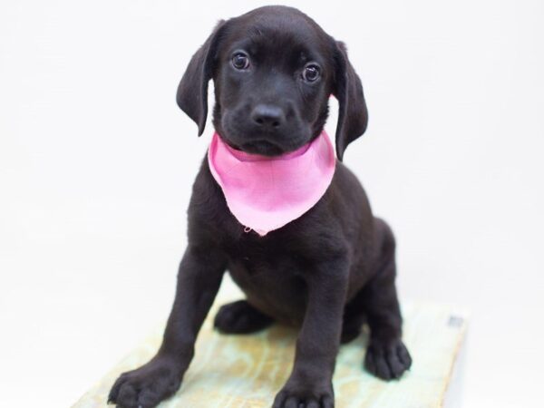 Labrador Retriever DOG Female Black 14123 Petland Wichita, Kansas