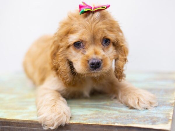 Cocker Spaniel DOG Female Buff 14126 Petland Wichita, Kansas