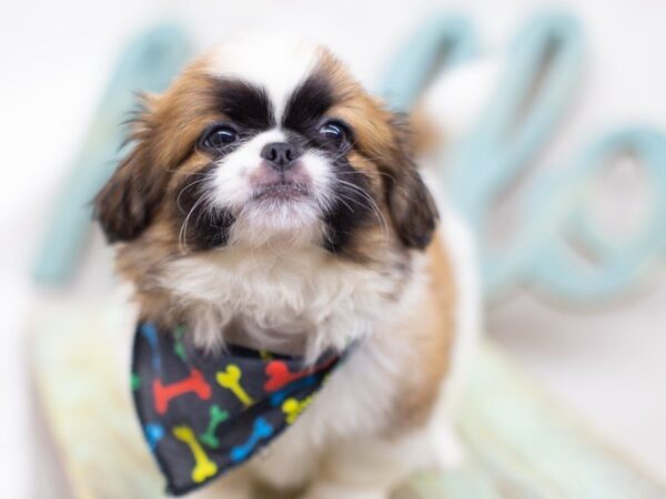 Pekingese DOG Male White and Sable 14127 Petland Wichita, Kansas