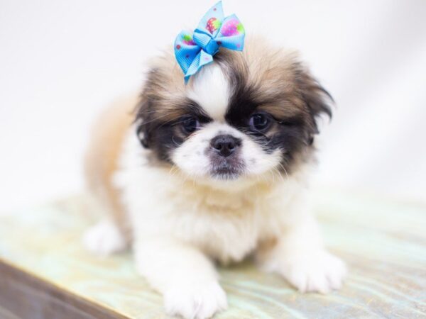 Pekingese DOG Female White and Sable 14128 Petland Wichita, Kansas