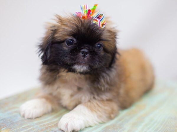 Pekingese DOG Female Sable 14129 Petland Wichita, Kansas