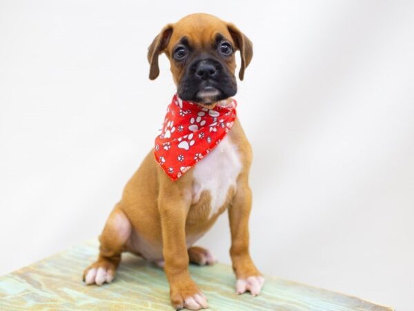 Boxer DOG Male Fawn 14130 Petland Wichita, Kansas