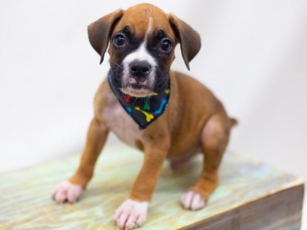 Boxer DOG Male Fawn 14131 Petland Wichita, Kansas