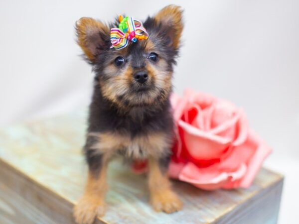 Silky Terrier DOG Female Black and Tan 14134 Petland Wichita, Kansas