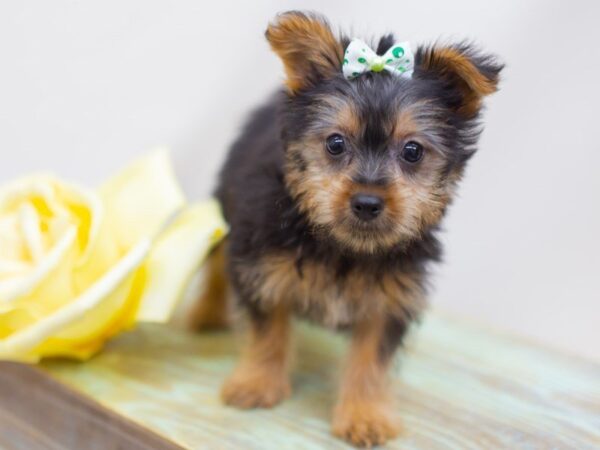 Silky Terrier DOG Female Black and Tan 14135 Petland Wichita, Kansas