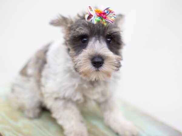 Miniature Schnauzer DOG Female Salt and Pepper 14137 Petland Wichita, Kansas