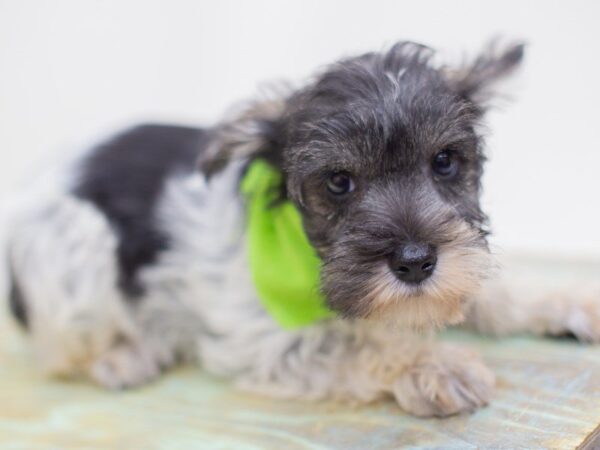 Miniature Schnauzer DOG Male Black and White Parti 14136 Petland Wichita, Kansas