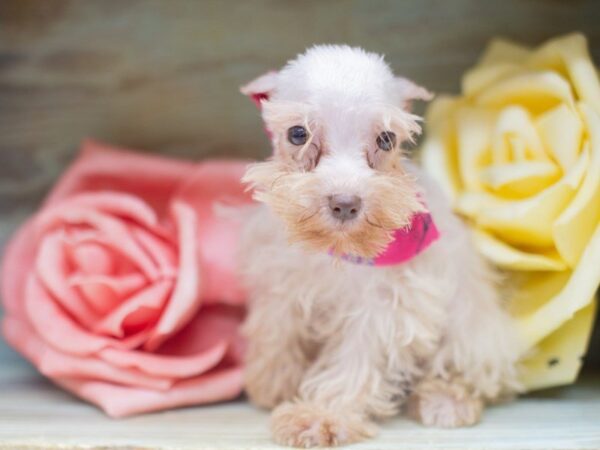 Miniature Schnauzer DOG Female White 14138 Petland Wichita, Kansas