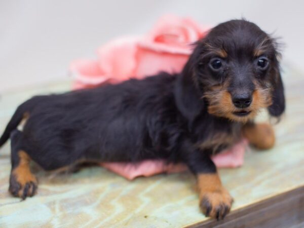 Miniature Dachshund DOG Female Black and Tan Wire Hair 14141 Petland Wichita, Kansas