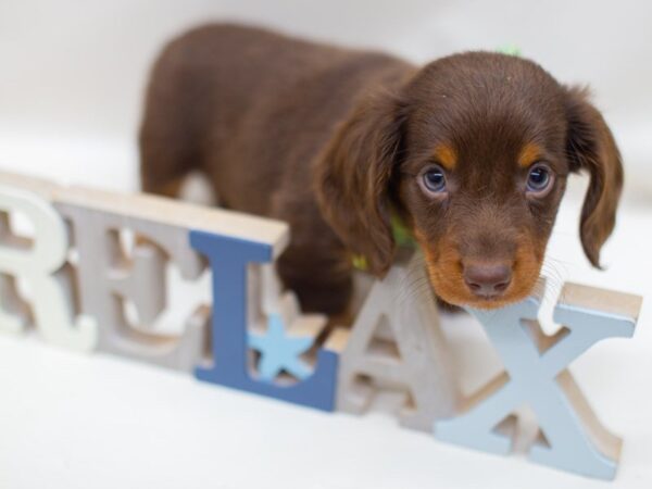 Miniature Dachshund DOG Male Black and Tan 14142 Petland Wichita, Kansas