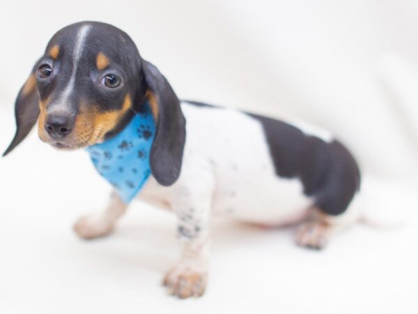 Miniature Dachshund DOG Male Black and Tan Piebald 14140 Petland Wichita, Kansas