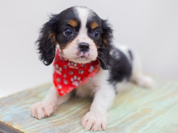 Cavalier King Charles Spaniel DOG Male Tri Color 14152 Petland Wichita, Kansas