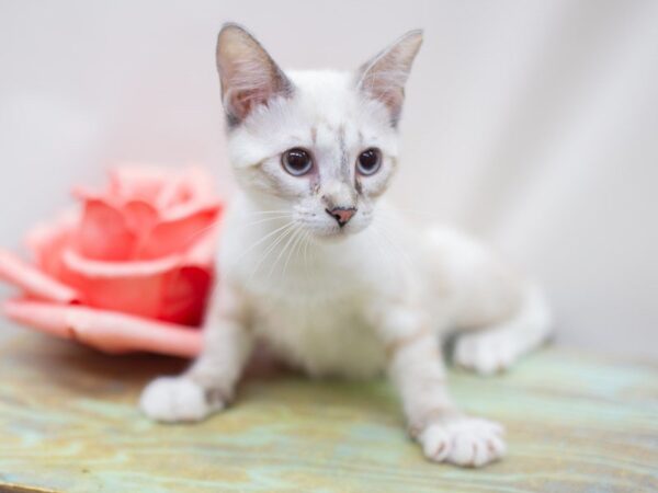 Siamese  Snowshoe-CAT-Female-Torti Lynx Point-14174-Petland Wichita, Kansas