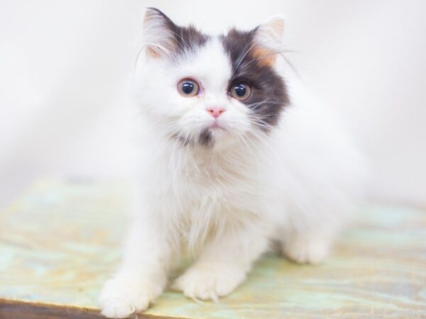 Persian CAT Male Blue Harlequin 14173 Petland Wichita, Kansas