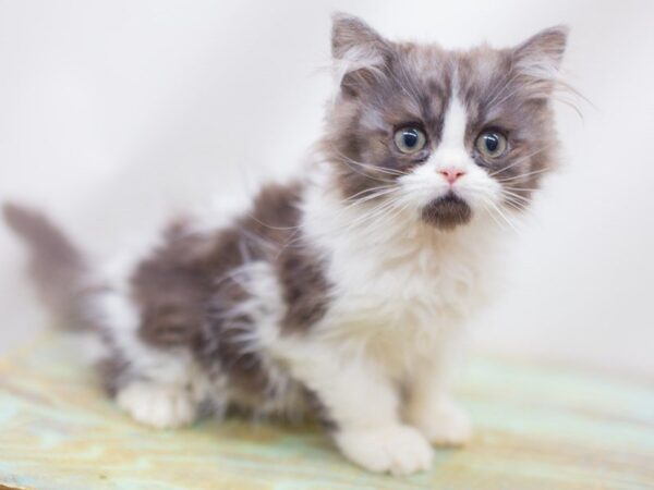 Persian CAT Male Blue Harlequin 14172 Petland Wichita, Kansas