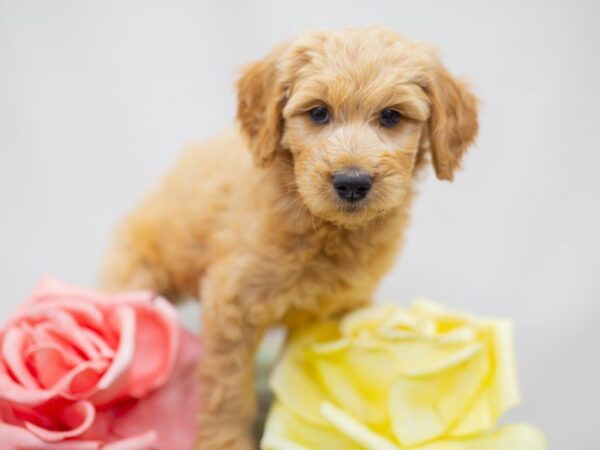 Goldendoodle DOG Female Golden 14171 Petland Wichita, Kansas