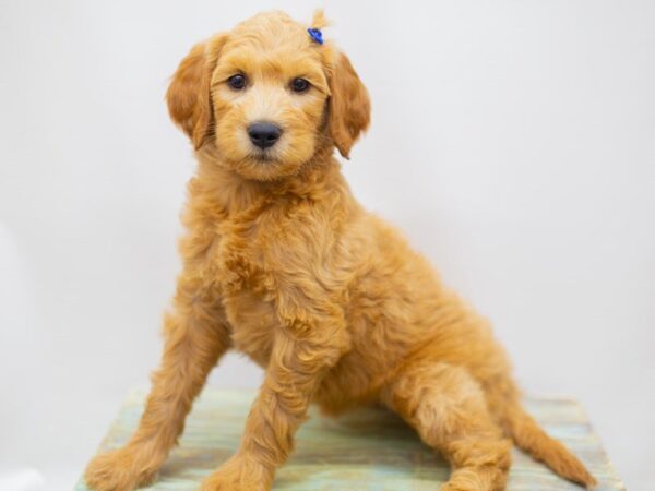 Goldendoodle DOG Female Golden 14170 Petland Wichita, Kansas