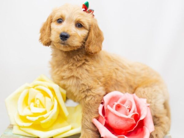 Goldendoodle DOG Female Golden 14169 Petland Wichita, Kansas