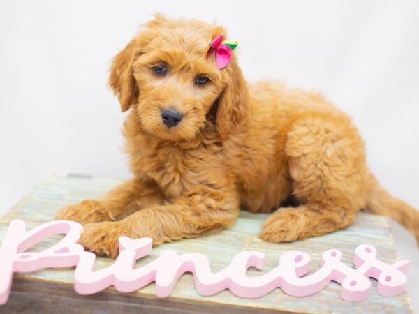 Goldendoodle DOG Female Golden 14168 Petland Wichita, Kansas