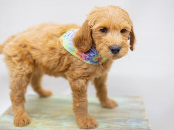 Goldendoodle DOG Male Golden 14167 Petland Wichita, Kansas