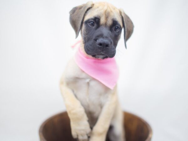 Bull Mastiff DOG Female Fawn 14165 Petland Wichita, Kansas