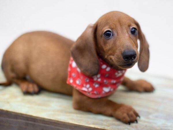 Miniature Dachshund DOG Male Red Sable 14163 Petland Wichita, Kansas