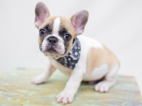 French Bulldog-DOG-Male-Red Fawn Piebald-14162-Petland Wichita, Kansas
