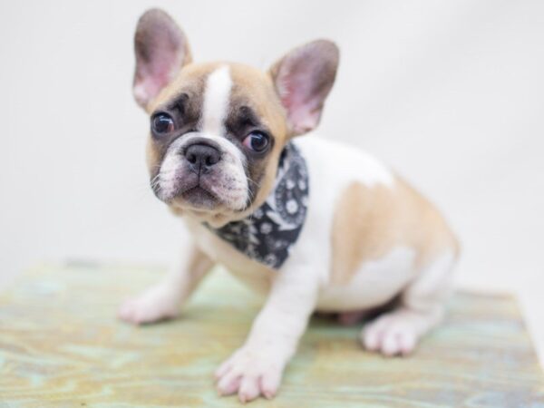 French Bulldog DOG Male Red Fawn Piebald 14162 Petland Wichita, Kansas