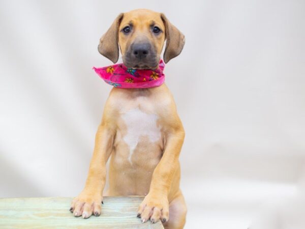 Great Dane-DOG-Female-fawn w/blk msk-14161-Petland Wichita, Kansas