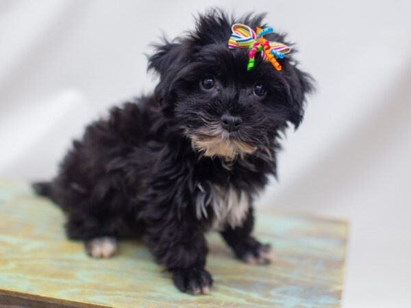 Havanese DOG Female Black 14159 Petland Wichita, Kansas