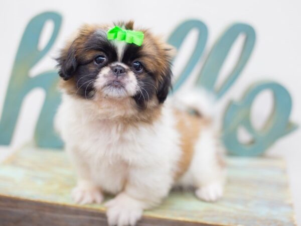 Pekingese-DOG-Female-Sable and White-14158-Petland Wichita, Kansas