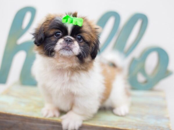 Pekingese DOG Female Sable and White 14158 Petland Wichita, Kansas