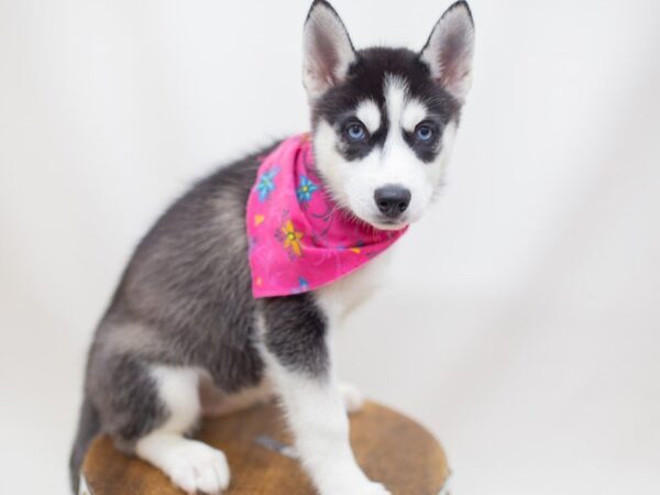 Siberian Husky DOG Female Black and White 14157 Petland Wichita, Kansas