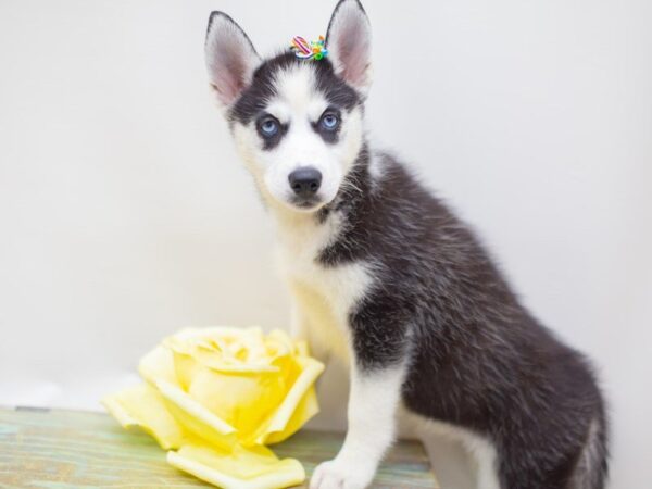 Siberian Husky-DOG-Female-Black and White-14156-Petland Wichita, Kansas