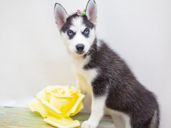 Siberian Husky DOG Female Black and White 14156 Petland Wichita, Kansas