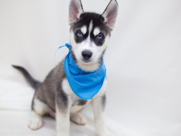 Siberian Husky DOG Male Black and White 14155 Petland Wichita, Kansas